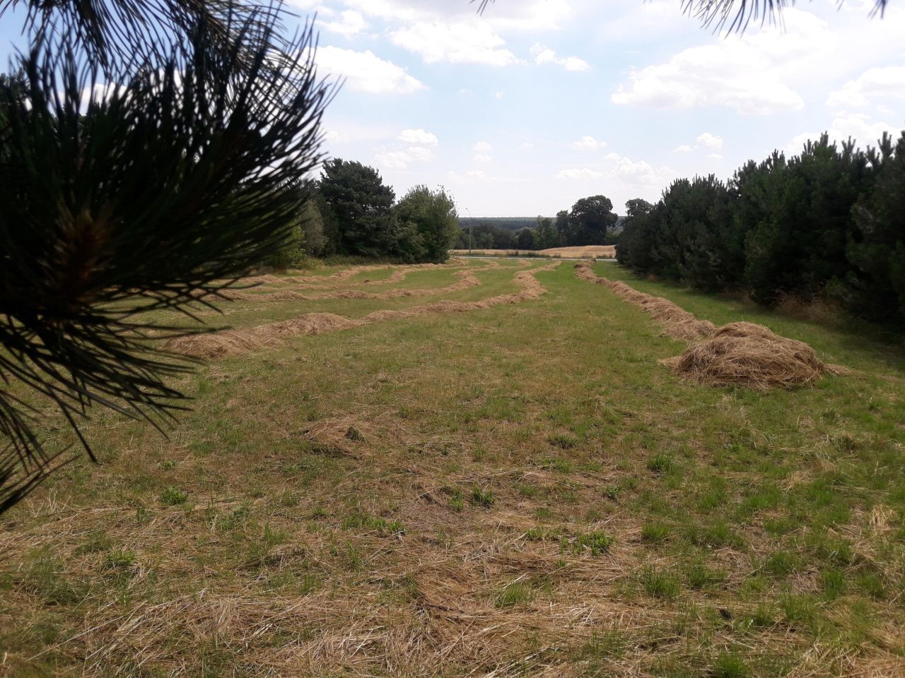 Działka rolno-budowlana Sobianowice. Zdjęcie 5