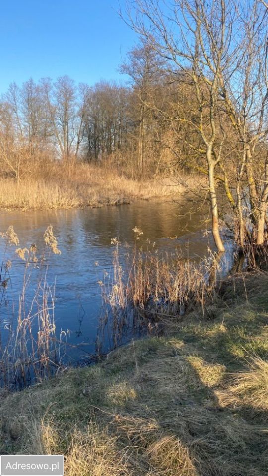 Działka siedliskowa Dobrzyniec. Zdjęcie 4
