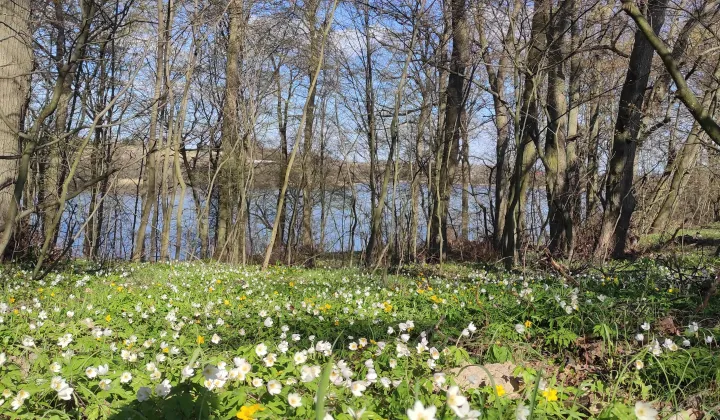 Działka rekreacyjna Radzynek