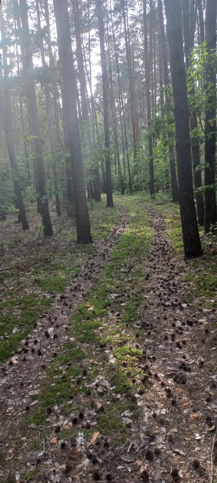 Działka leśna Romanów. Zdjęcie 2