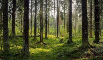 Działka leśna Zaręby-Skórki