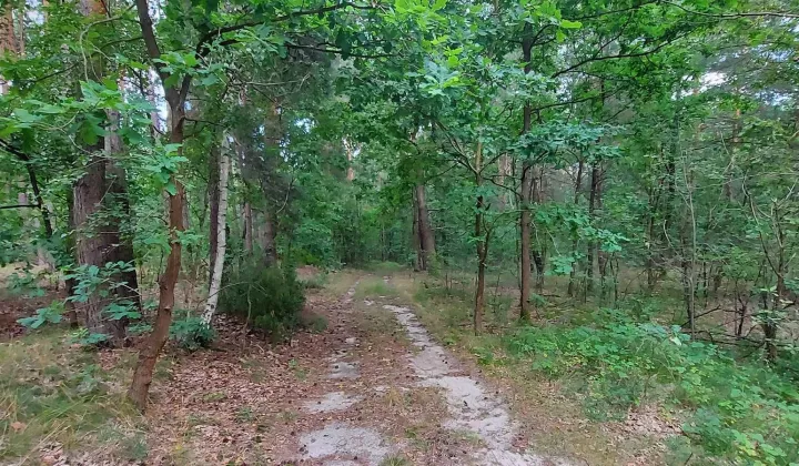 Działka leśna Dębówka