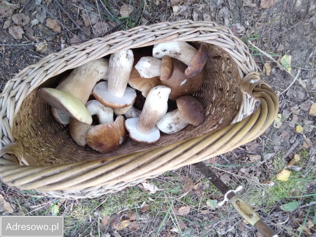 Działka budowlana Nowa Wieś. Zdjęcie 8