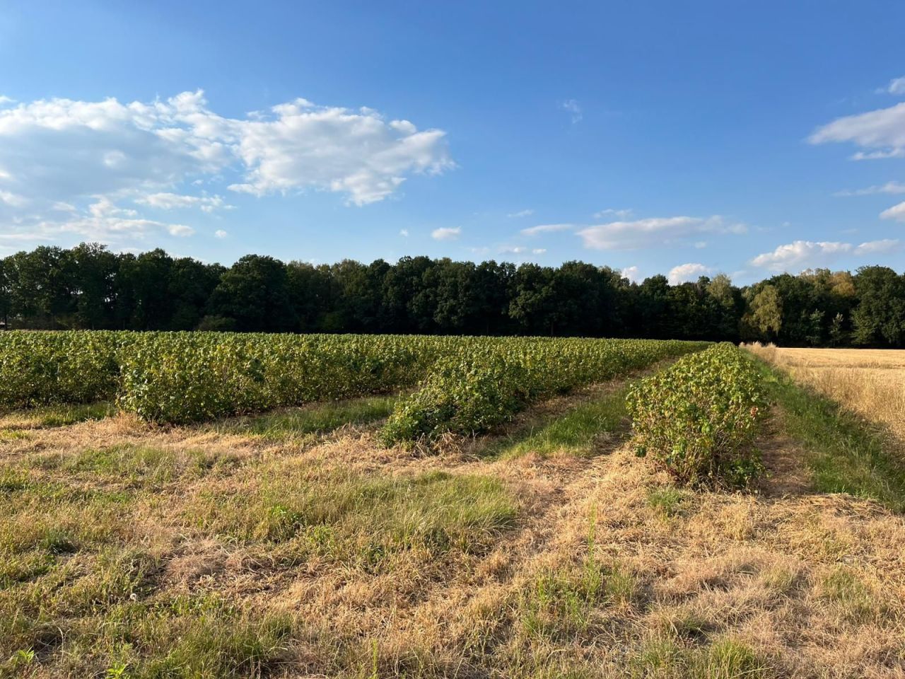 Działka rolna Sporniak. Zdjęcie 8