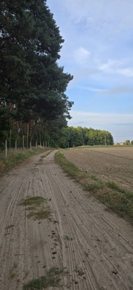 Działka rolna Ostrowite Prymasowskie Raszewo. Zdjęcie 4