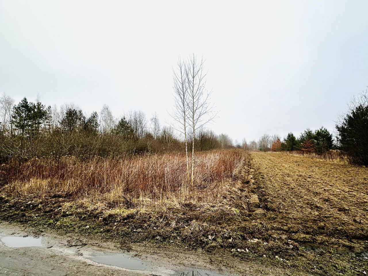 Działka rolna Wygoda. Zdjęcie 2