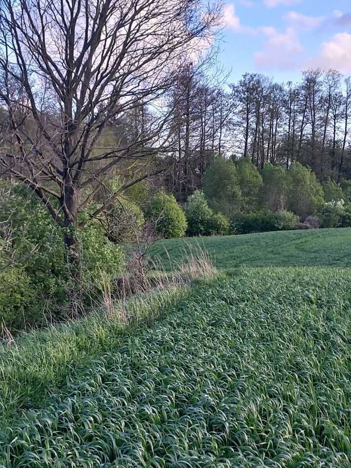 Działka budowlana Długie. Zdjęcie 5