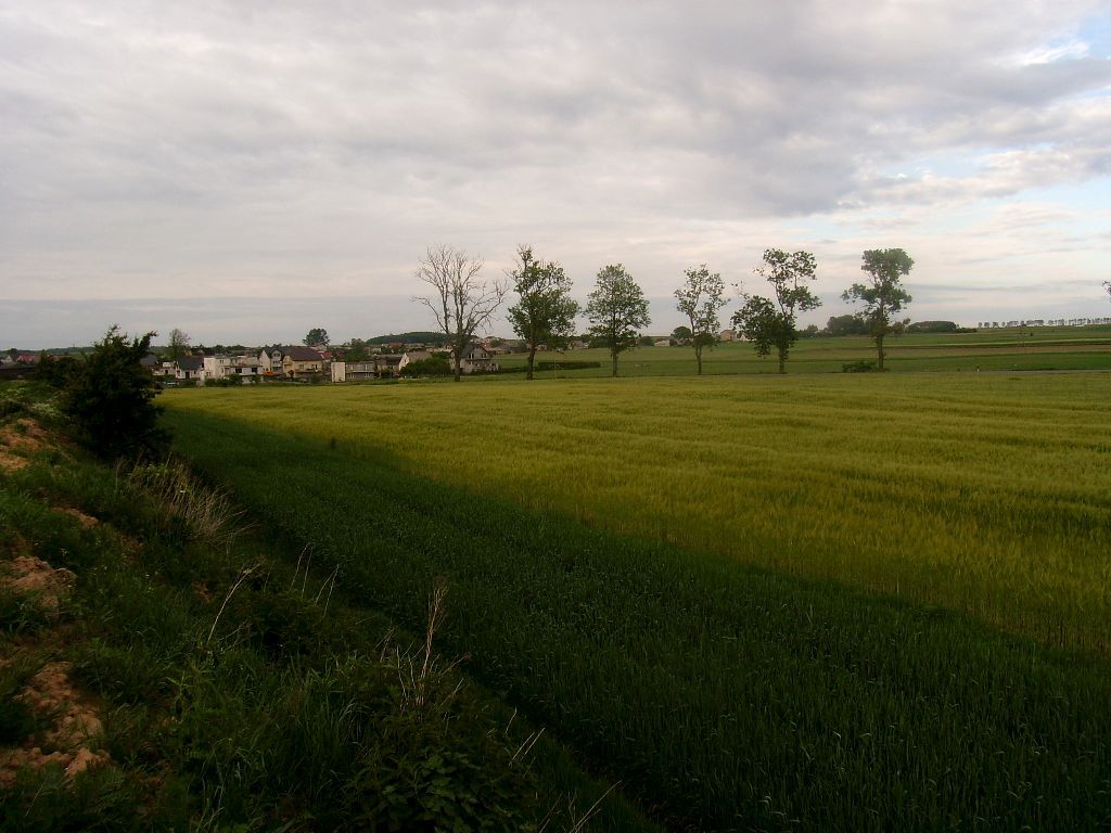 Działka rolno-budowlana Strzelno, ul. Kasztanowa