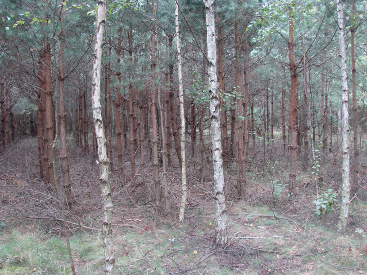 Działka leśna Rędziny. Zdjęcie 11