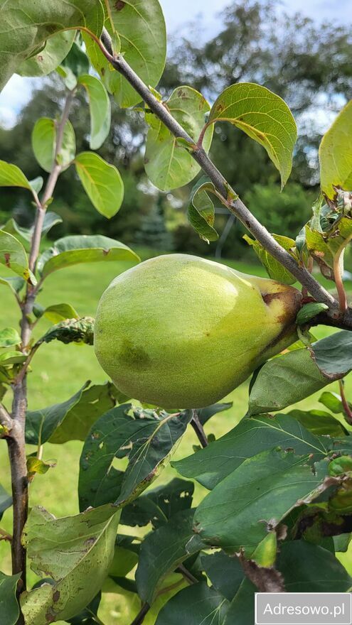 Działka rod Płouszowice. Zdjęcie 5