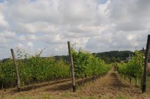 Działka rolna Jedlicze Męcinka, ul. Jesionowa. Zdjęcie 2