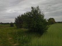 Działka rolna Świerczyna. Zdjęcie 2