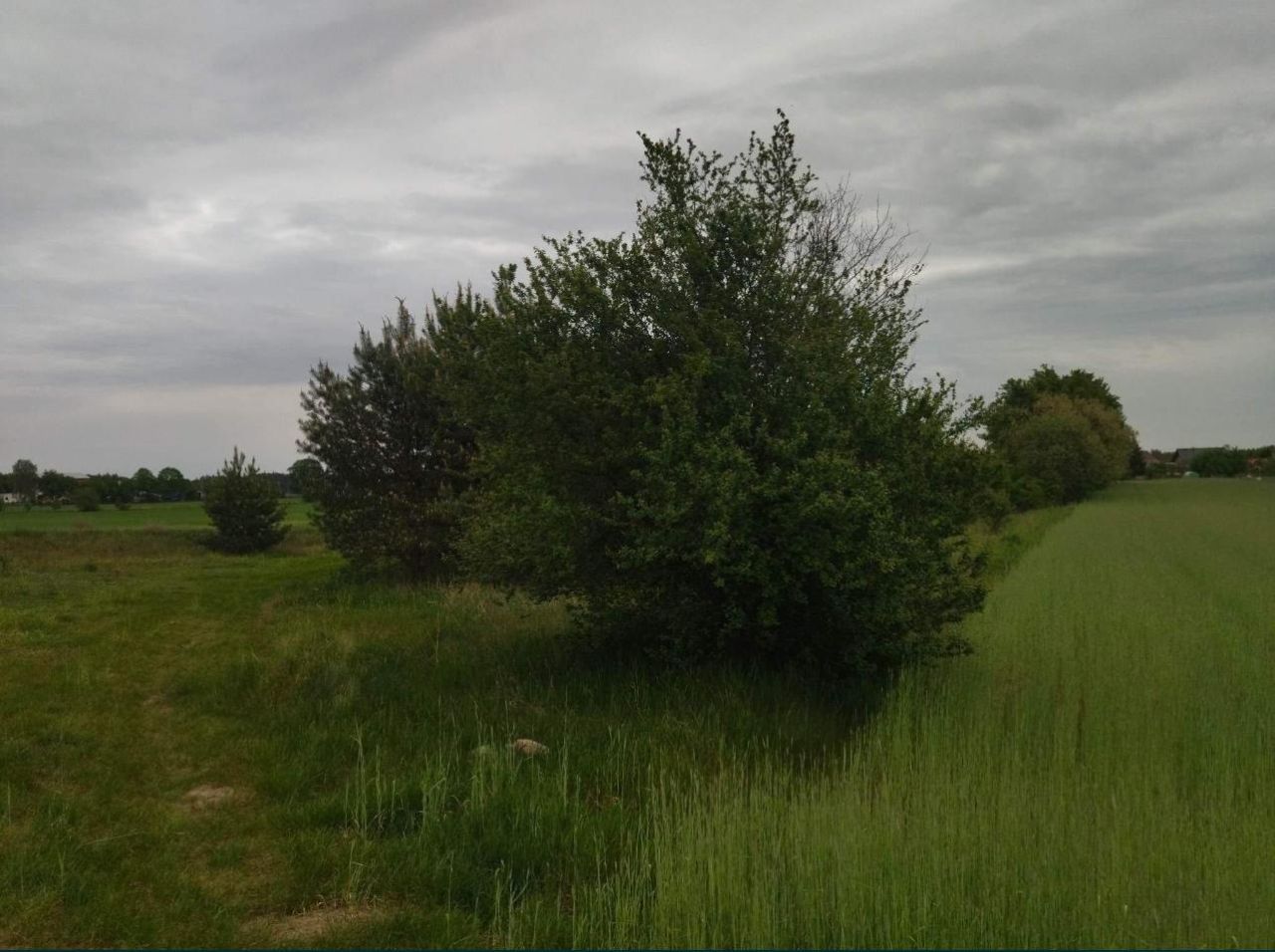 Działka rolna Świerczyna. Zdjęcie 3