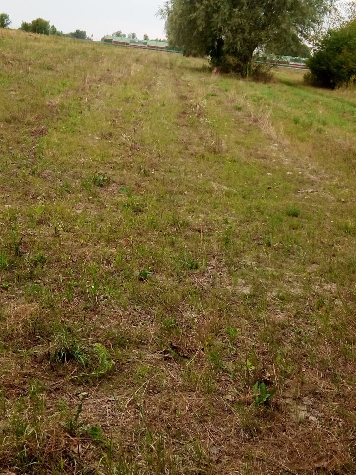 Działka siedliskowa Janów. Zdjęcie 9