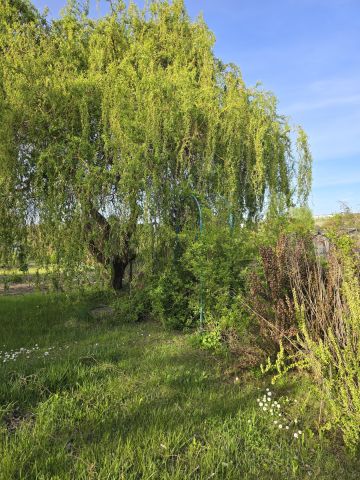 Działka rekreacyjna Malbork Centrum, ul. Targowa. Zdjęcie 1