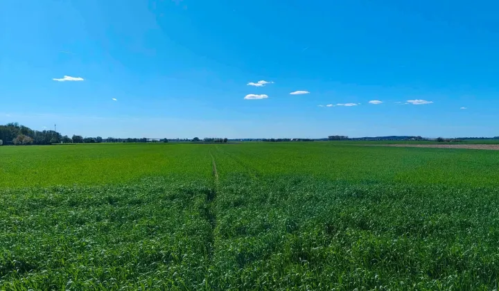 Działka rolno-budowlana Nowy Belęcin