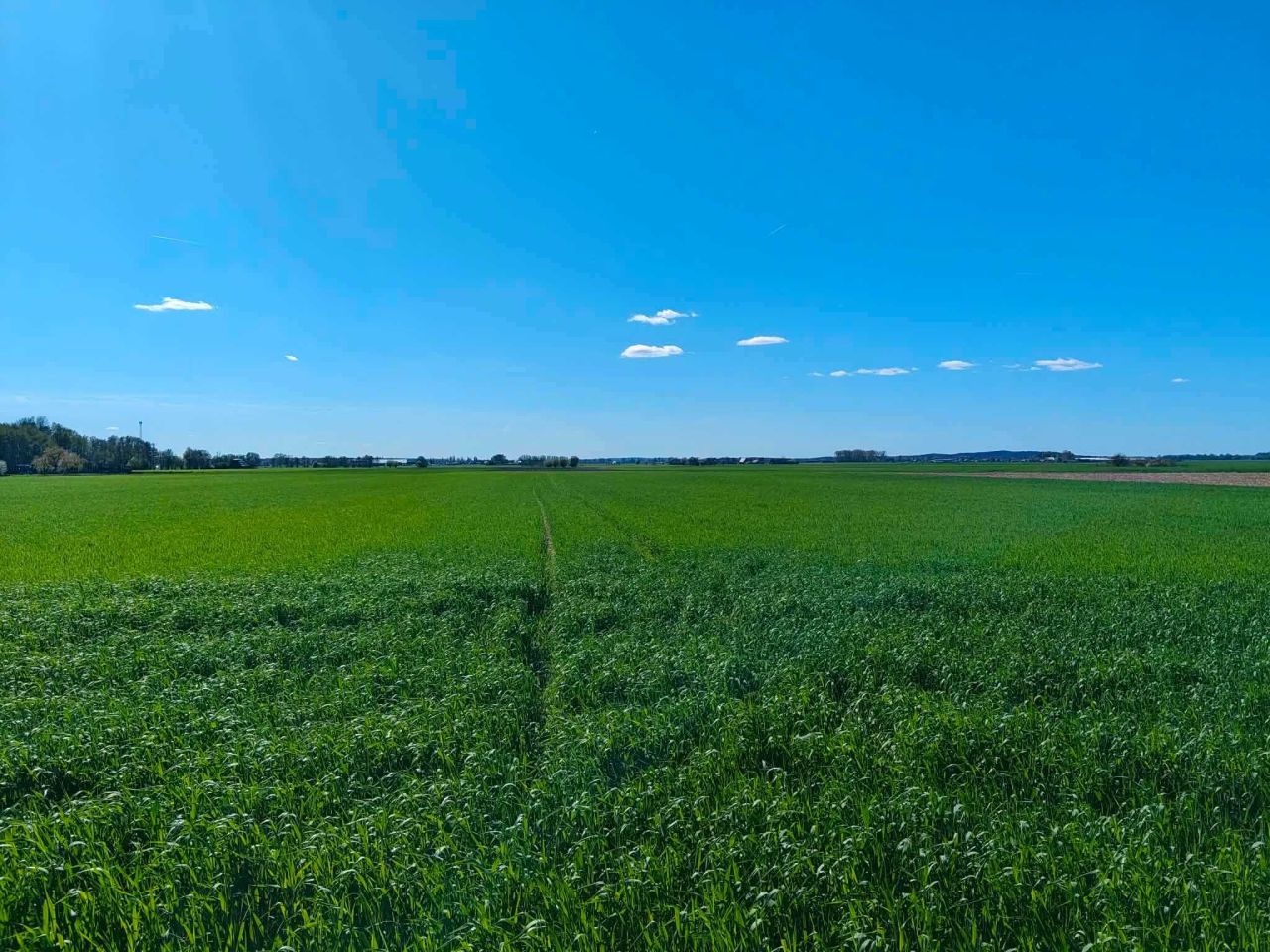 Działka rolno-budowlana Nowy Belęcin. Zdjęcie 1