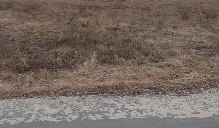 Działka rolno-budowlana Zgoda Zalesie