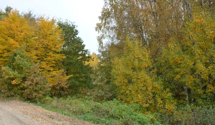 Działka rolno-budowlana Bieszkowice, ul. Polna