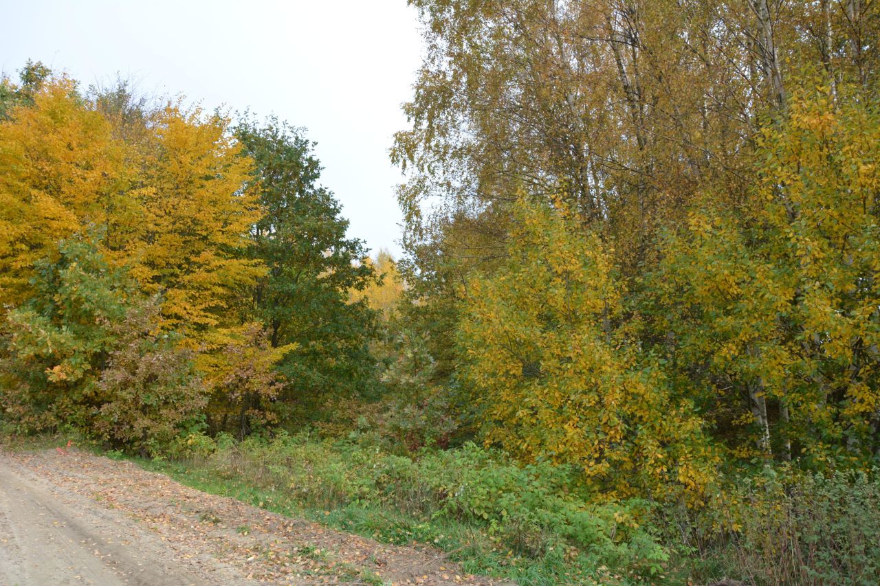 Działka rolno-budowlana Bieszkowice, ul. Polna. Zdjęcie 1