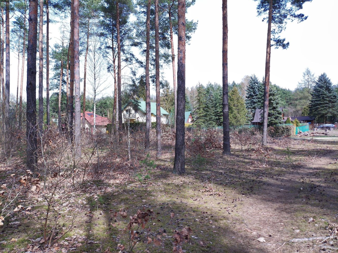 Działka leśna Marynino. Zdjęcie 28