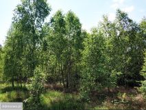 Działka budowlana Osęczyzna. Zdjęcie 3