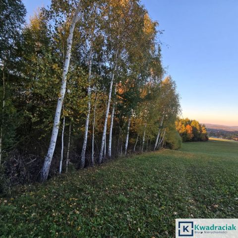 Działka leśna Wolica. Zdjęcie 6
