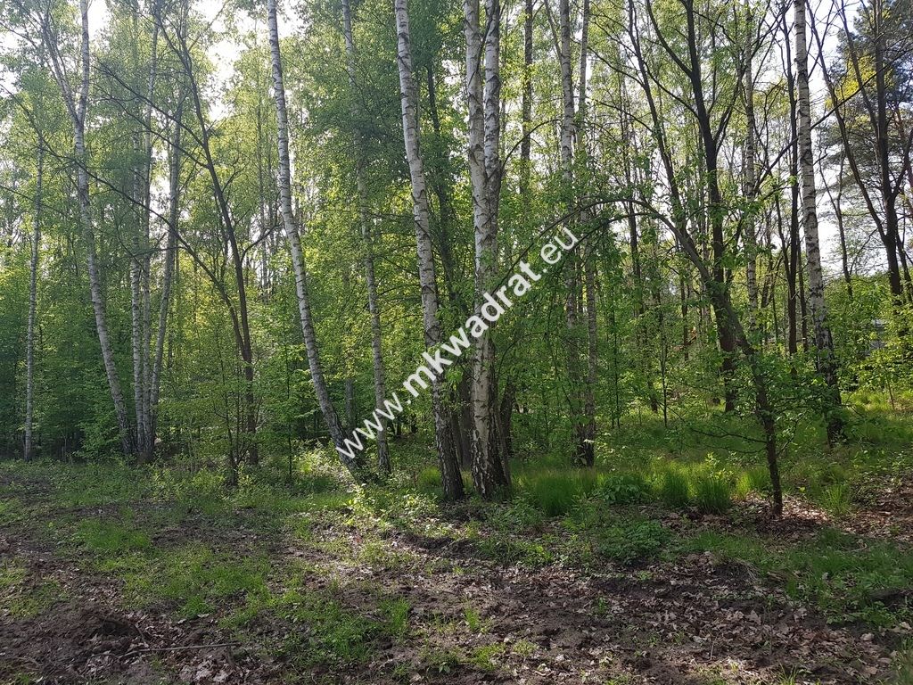 Działka rolna Stare Budy Radziejowskie. Zdjęcie 4