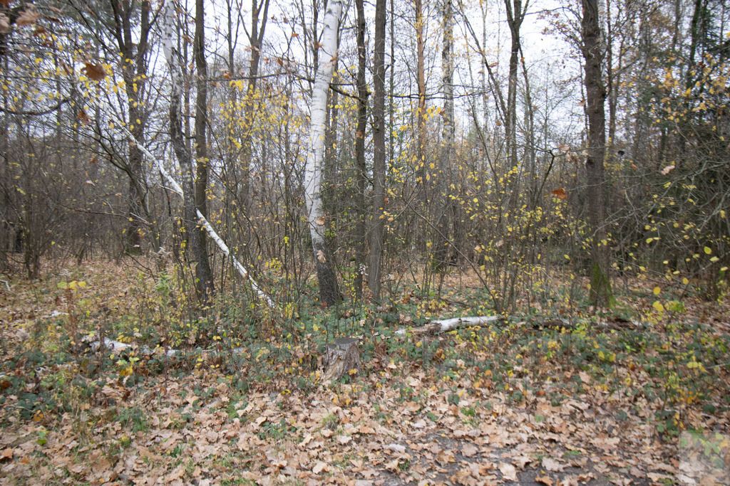 Działka Majdan Sieniawski. Zdjęcie 3