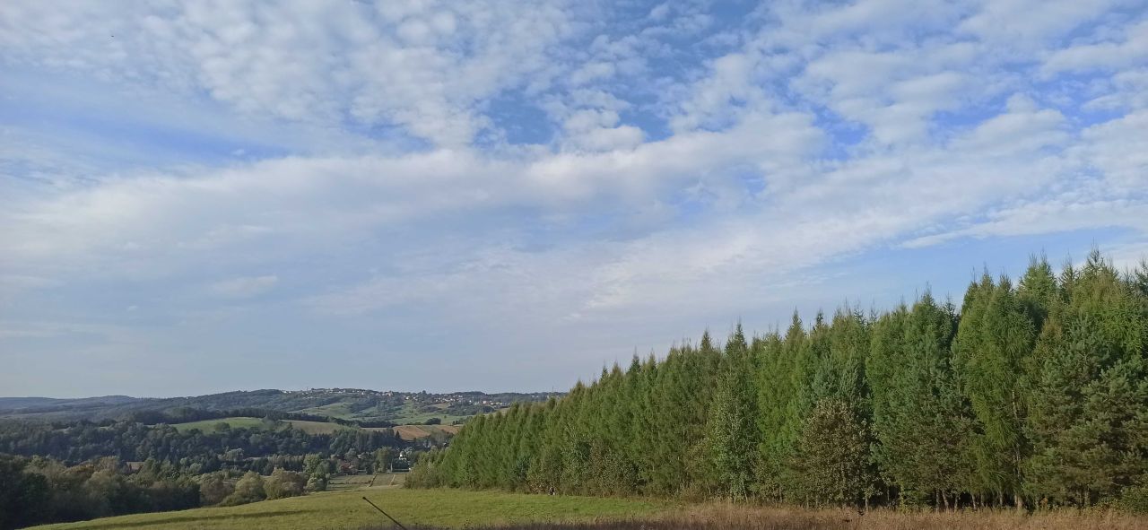 Działka leśna Chołowice. Zdjęcie 2