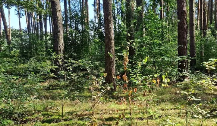 Działka leśna Bukowiec