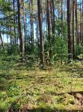 Działka leśna Bukowiec