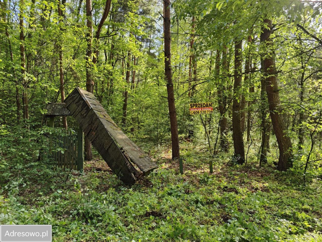 Działka leśna Wilkowyja. Zdjęcie 3