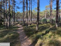 Działka rekreacyjna Ostrowo. Zdjęcie 1