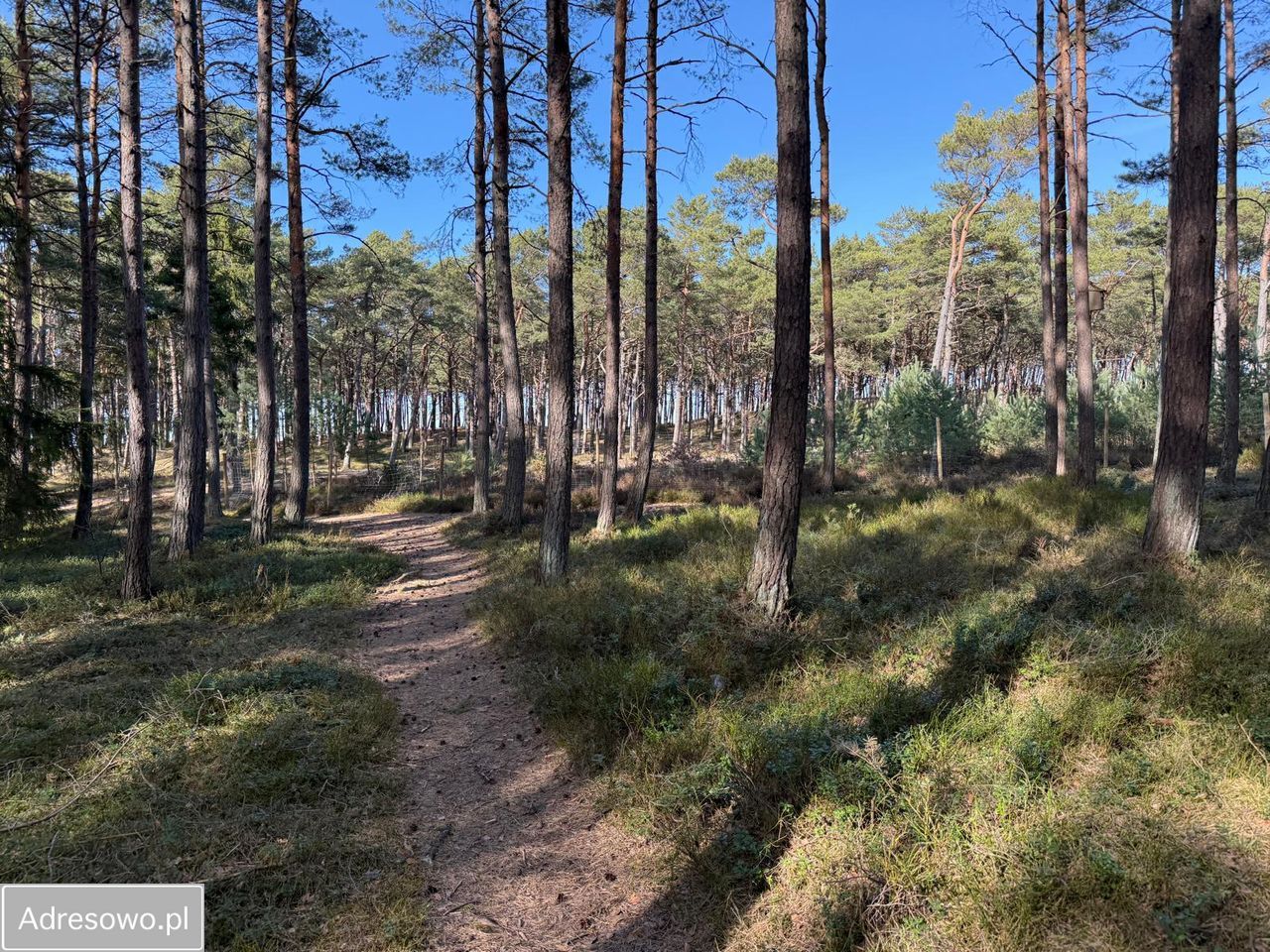 Działka rekreacyjna Ostrowo. Zdjęcie 2