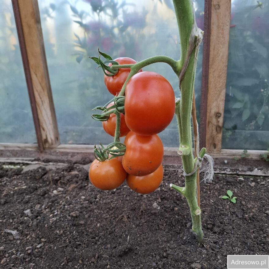 Działka rod Koszalin. Zdjęcie 5