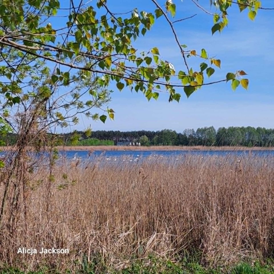 Działka budowlana Skępe, ul. Kwiatowa