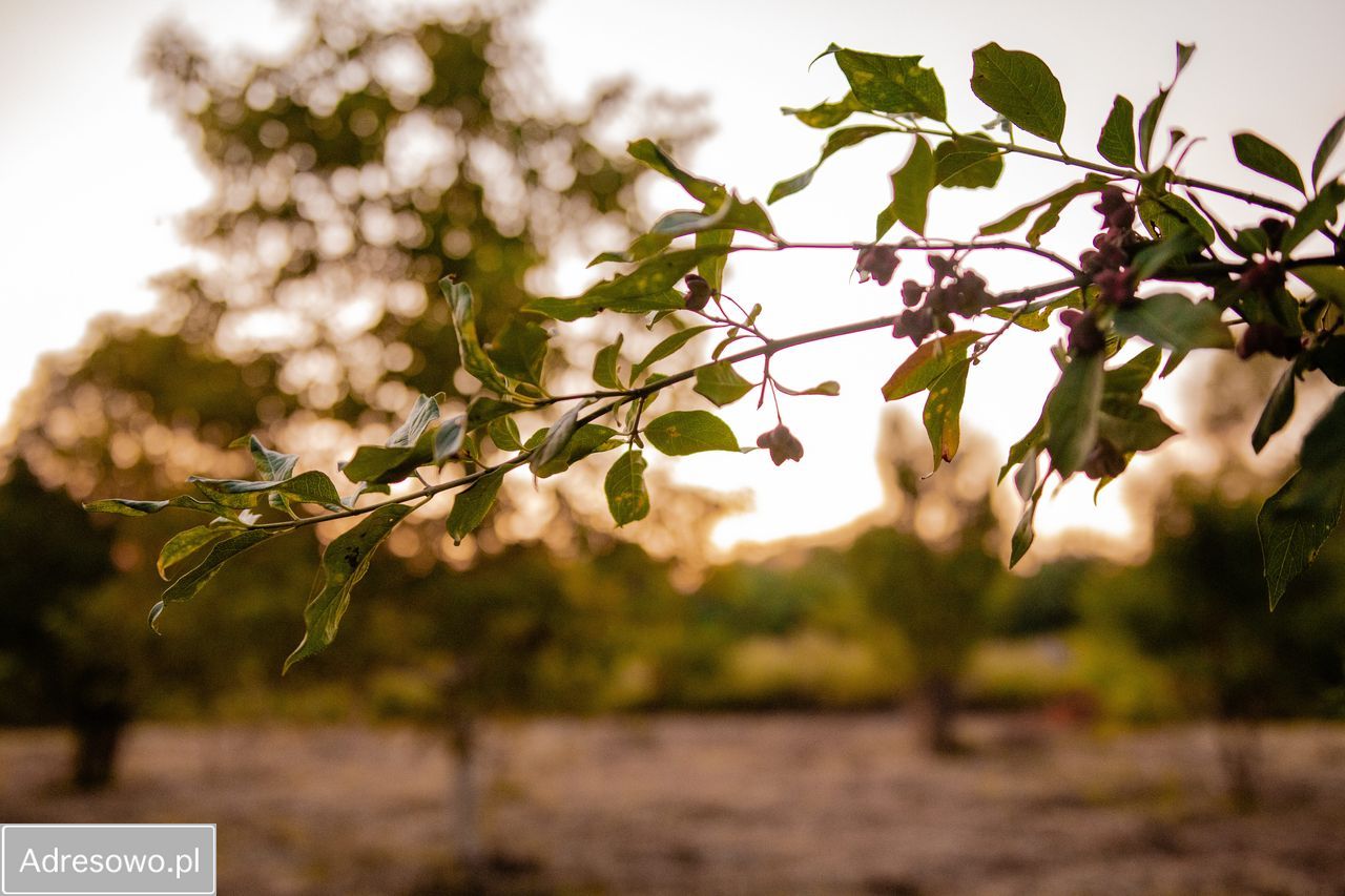 Działka budowlana Bydgoszcz Piaski, ul. ks. Augustyna Szamarzewskiego. Zdjęcie 9