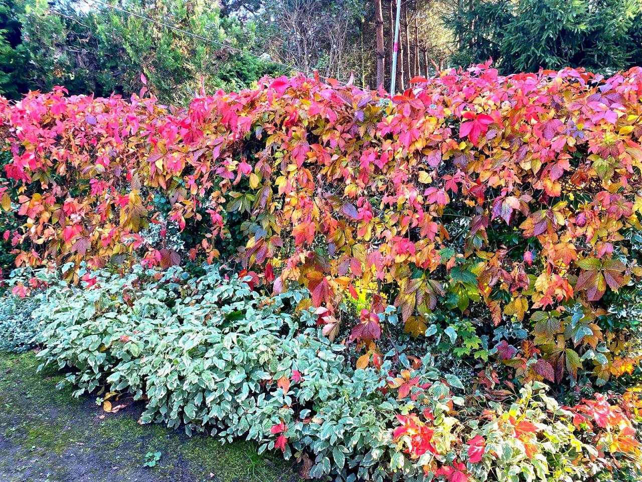 Działka budowlana Łódź Widzew, ul. Brzezińska. Zdjęcie 9