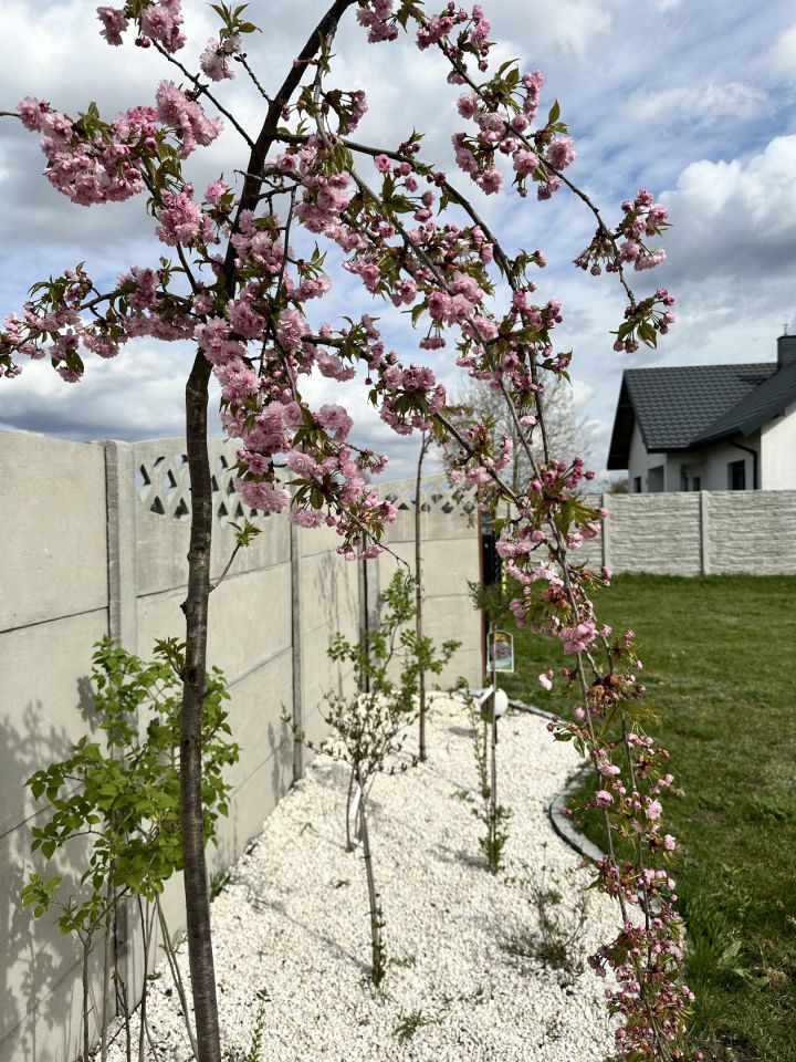 Działka budowlana Lubiaszów Stary Lubiaszów, ul. Jarzębinowa. Zdjęcie 8