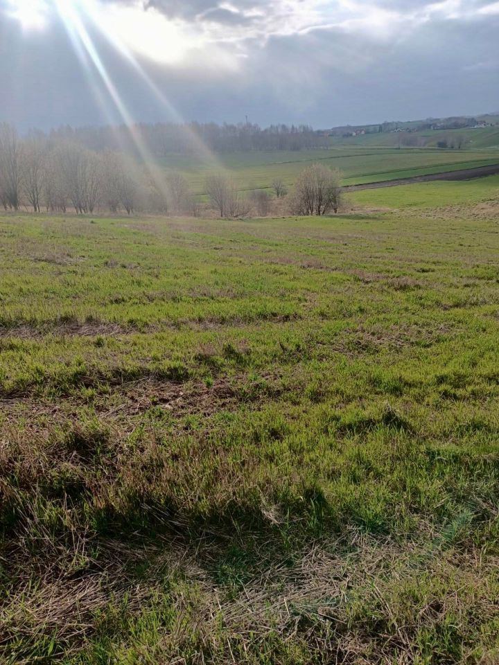 Działka rolna Niechobrz. Zdjęcie 2