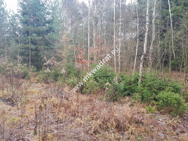 Działka rolna Korabiewice. Zdjęcie 5