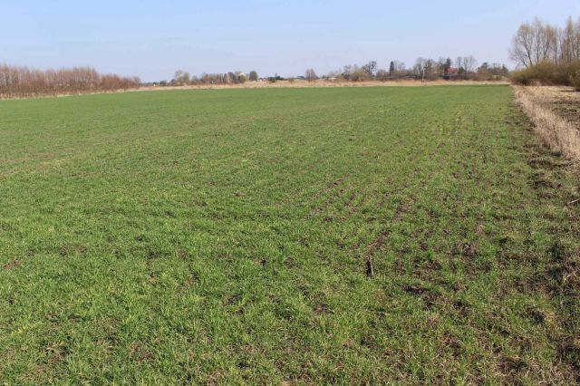 Działka rolna Chomaszewo. Zdjęcie 1