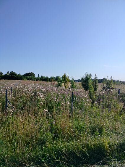 Działka siedliskowa Dygowo. Zdjęcie 5