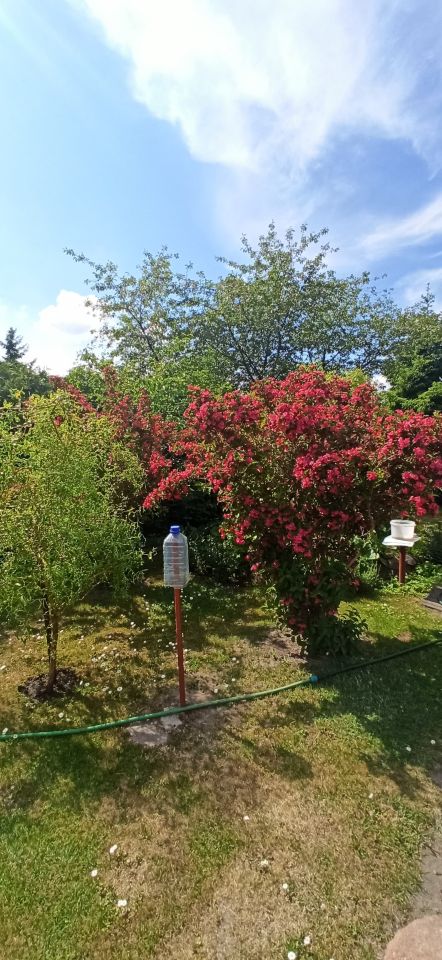 Działka rod Płock, ul. Dobrzyńska. Zdjęcie 3