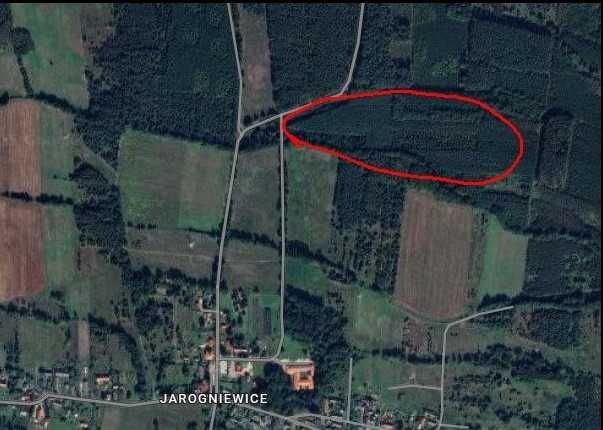Działka leśna Zielona Góra Jarogniewice. Zdjęcie 2