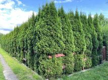 Działka rod Łódź Retkinia, ul. Krańcowa. Zdjęcie 2