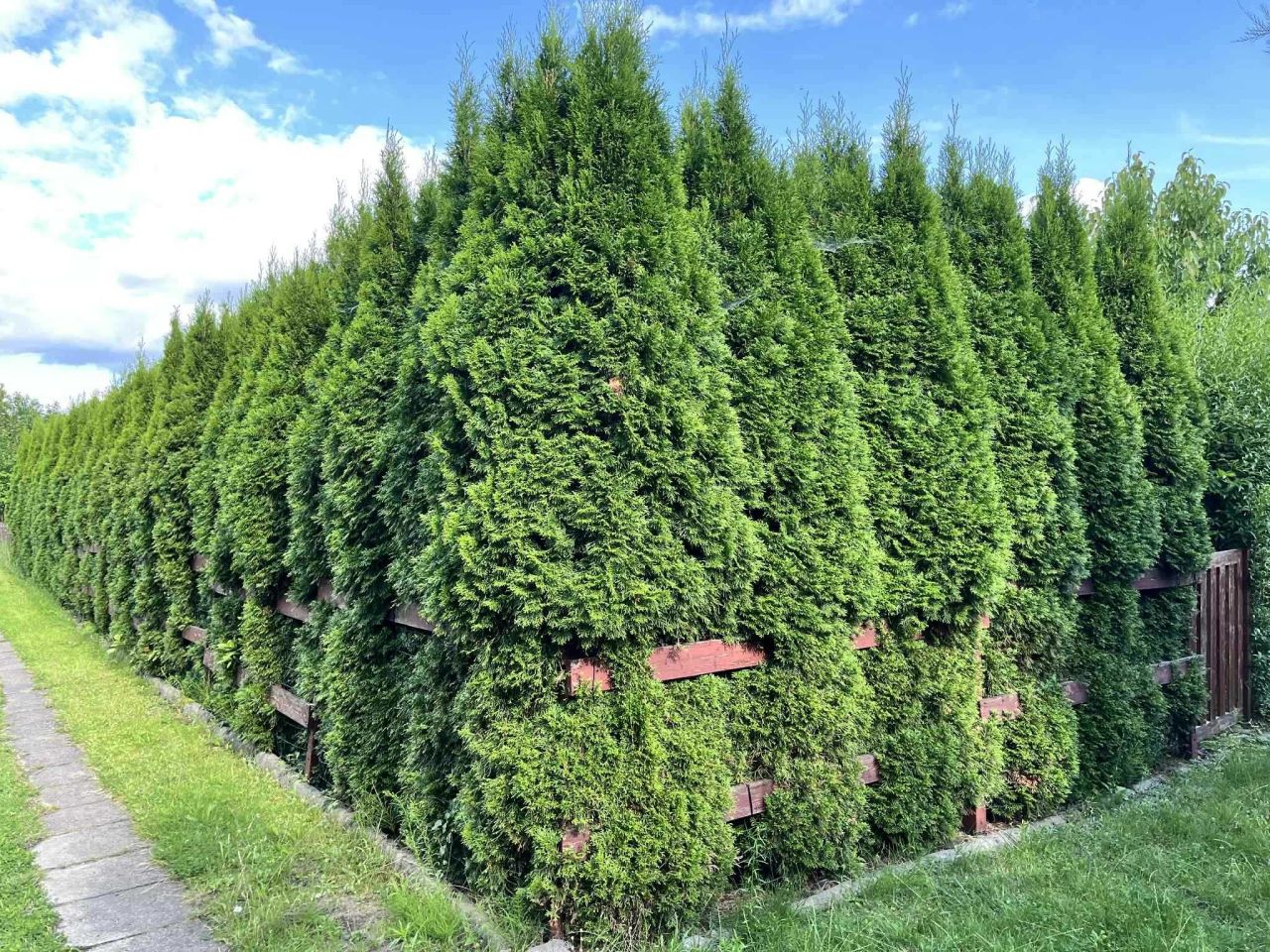 Działka rod Łódź Retkinia, ul. Krańcowa. Zdjęcie 3