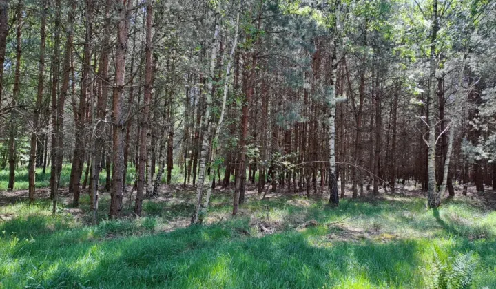 Działka leśna Bieliny