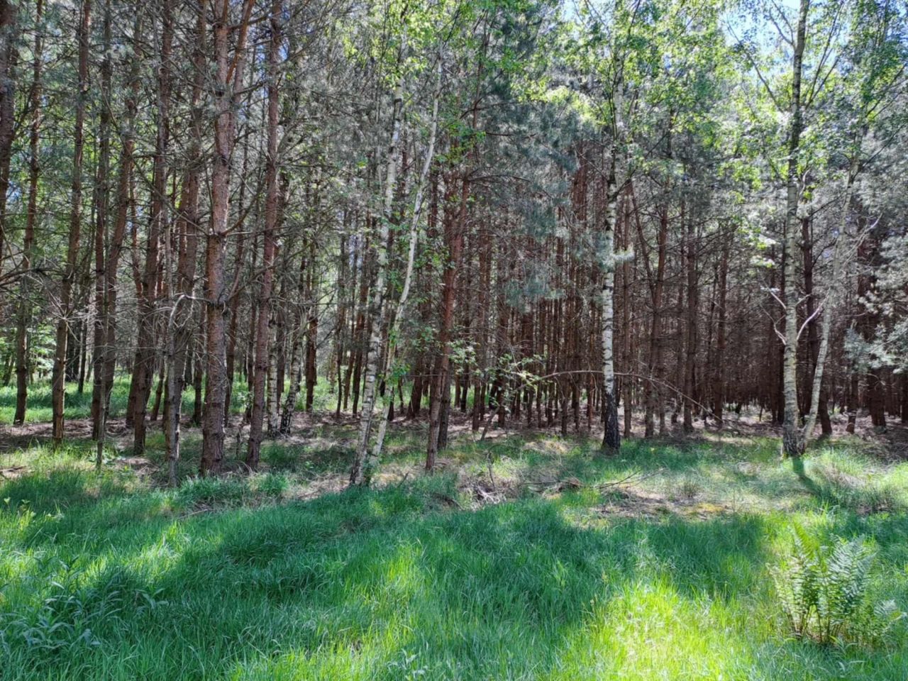 Działka leśna Bieliny